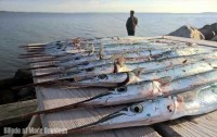 Fiskeudstyr med fiskestænger, blink og andet fiskegrej
