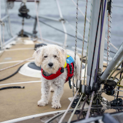 Spinlock Hundevest FIDO str. XS - M