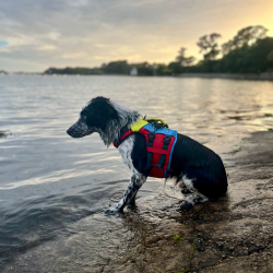 Spinlock Hundevest FIDO str. XS - M