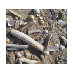 Servietter Med Skaller